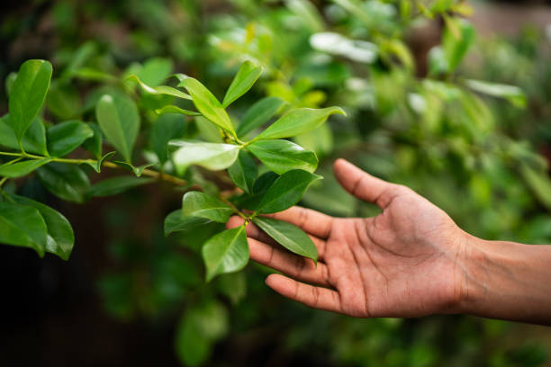 Tree and Shrub Care in Ellisville, MS