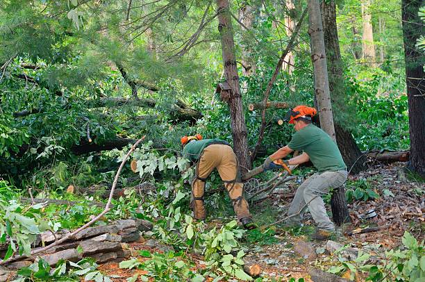 How Our Tree Care Process Works  in  Ellisville, MS